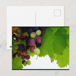 Cartão Postal Uvas Vermelhas na Videira