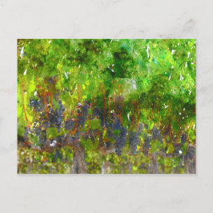 Cartão Postal Uvas Vermelhas na Vinha