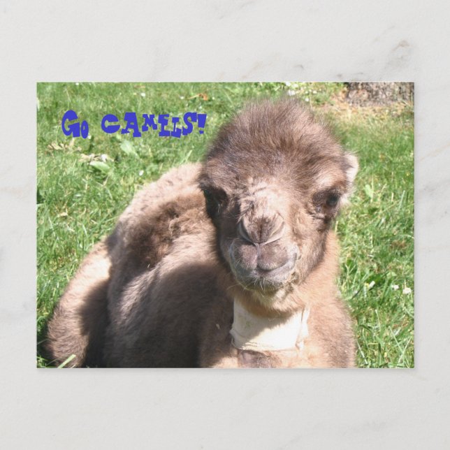 Cartão Postal Vá Camelos! (Frente)