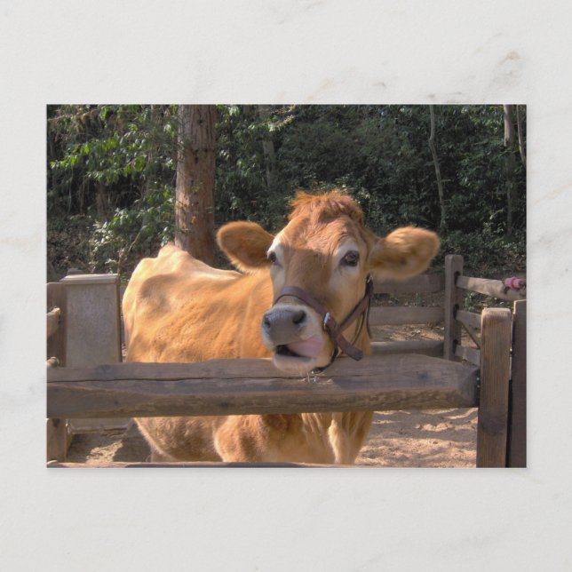 Cartão Postal Vaca (Frente)