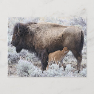 Cartão Postal Vaca Amamentando Bezerro de Bisão, Yellowstone