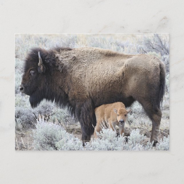 Cartão Postal Vaca amamentando bezerro de bisão, Yellowstone (Frente)