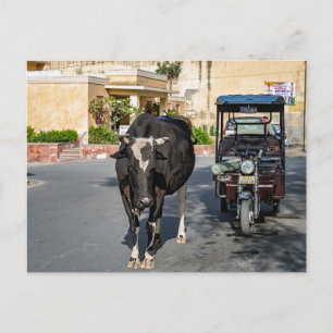 Cartão Postal Vaca Atravessando a Estrada   Cena de Rua na Índia