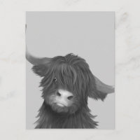 Vaca Balck e White Highland