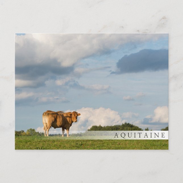 Cartão Postal Vaca Blonde d'Aquitaine na região de Dordogne, Fra (Frente)