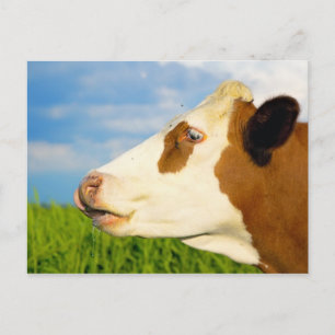Cartão Postal Vaca branca castanha com hetero à frente.