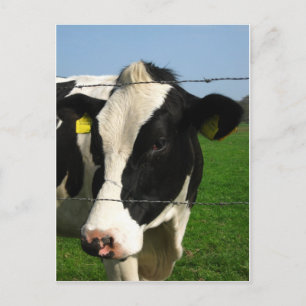 Cartão Postal vaca branca e negra fecha