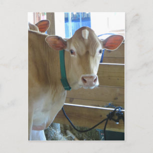 Cartão Postal Vaca castanha