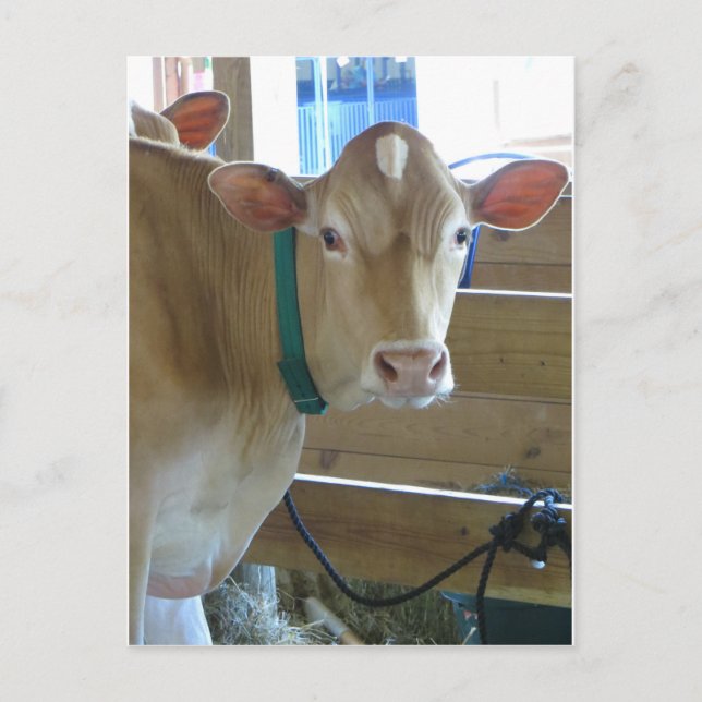 Cartão Postal Vaca castanha (Frente)