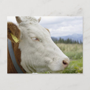 Cartão Postal Vaca castanha com um sinal na orelha de uma ração.