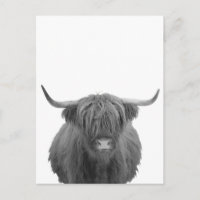Vaca das Terras Altas Escócia Preta Branca Rústica