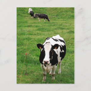 Cartão Postal Vaca de Holstein