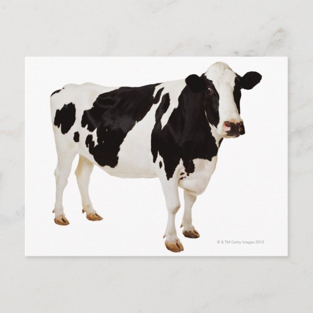 Cartão Postal Vaca de Holstein (Bos taurus) (Frente)