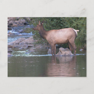 Cartão Postal Vaca Elk atravessando o rio no início da manhã.