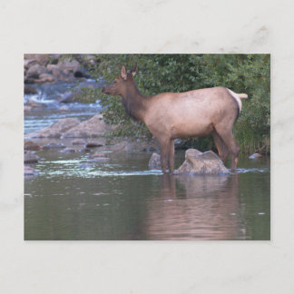 Cartão Postal Vaca Elk atravessando o rio no início da manhã.
