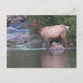 Cartão Postal Vaca Elk atravessando o rio no início da manhã.
