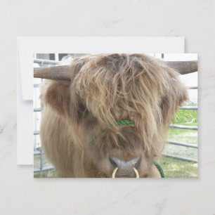 Cartão Postal Vaca Highland