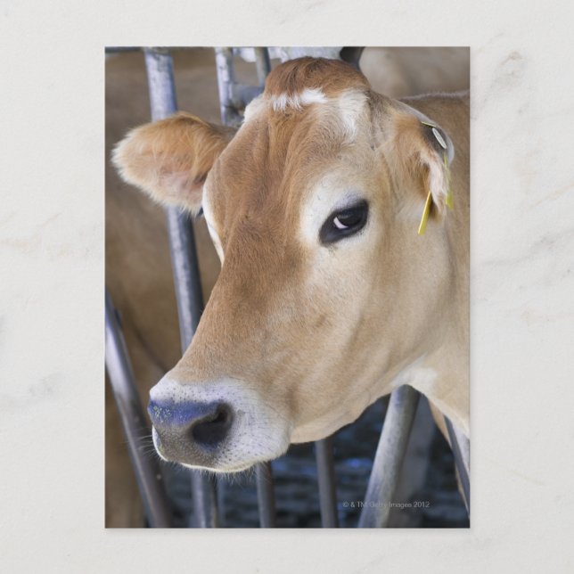 Cartão Postal Vaca leiteira de Jersey com cabeça na fechadura. (Frente)