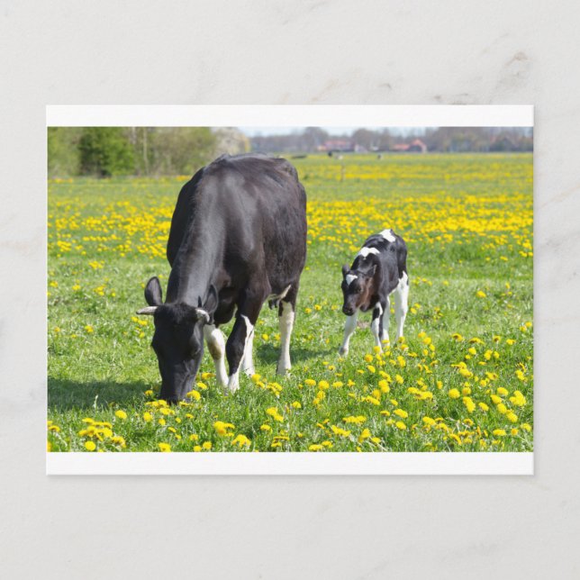 Cartão Postal Vaca-mãe e vitelo no campo com flores amarelas (Frente)