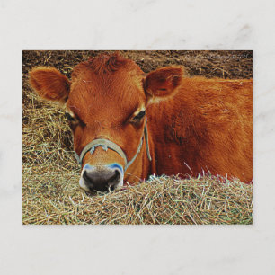 Cartão Postal Vaca Nestled
