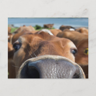Cartão Postal Vaca Nose Fechada