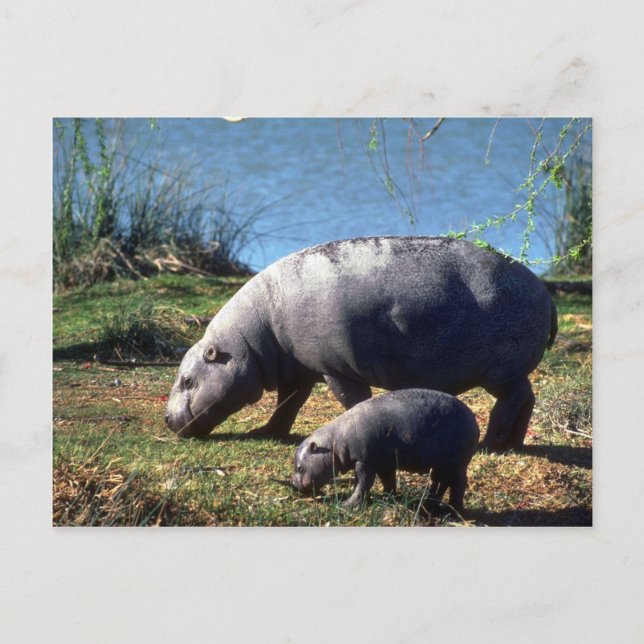 Cartão Postal Vaca Pigmy Hippos com vitelo pequeno (Frente)
