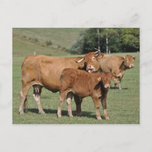 Cartão Postal Vaca primo lambendo o bezerro