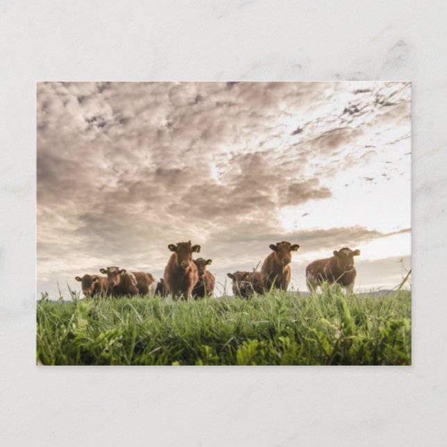 Cartão Postal Vacas (Frente)