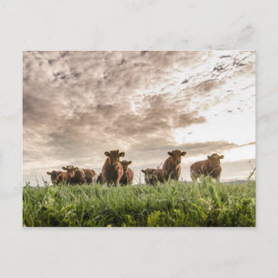 Cartão Postal Vacas