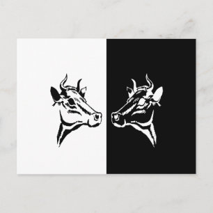 Cartão Postal Vacas