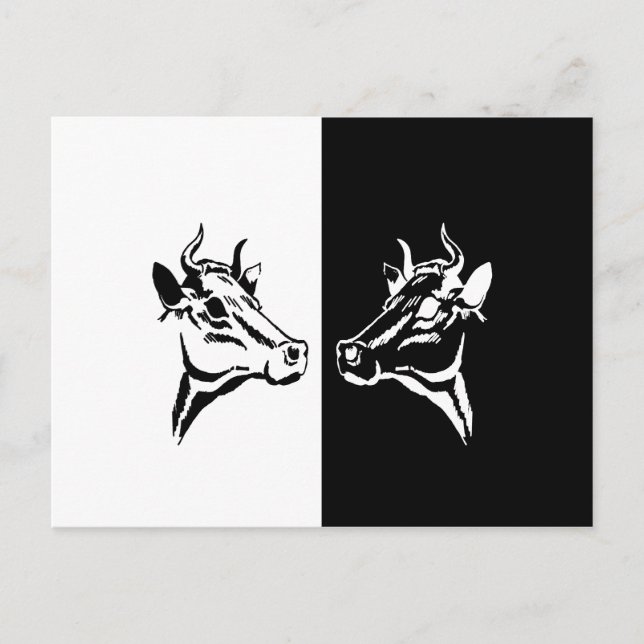 Cartão Postal Vacas (Frente)