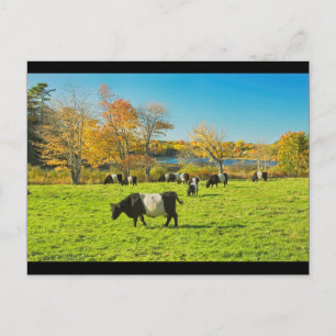 Cartão Postal Vacas Belted Galloway Pastando na Grama no Outono