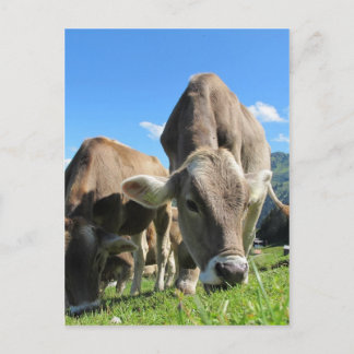 Cartão Postal Vacas brancas na Áustria