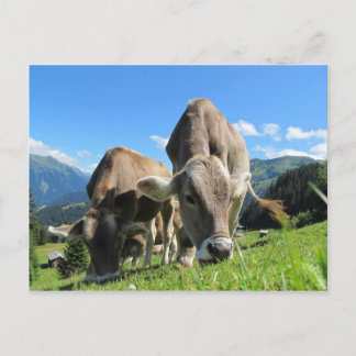 Cartão Postal Vacas brancas na Áustria