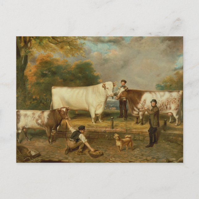 Cartão Postal Vacas com um pastor (Frente)