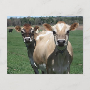 Cartão Postal Vacas de Jersey