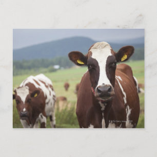 Cartão Postal Vacas de pastagem