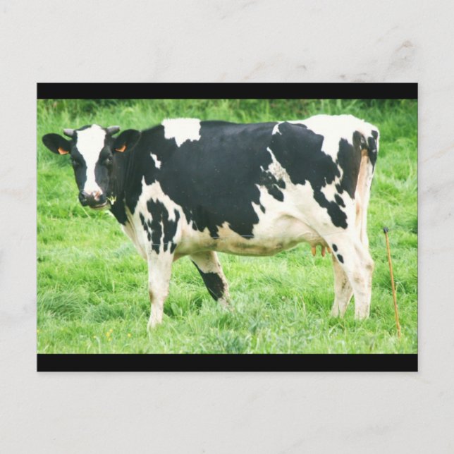 Cartão Postal vacas e gatos kermoisan 012 (Frente)