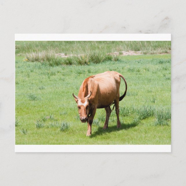 Cartão Postal vacas e touros (Frente)