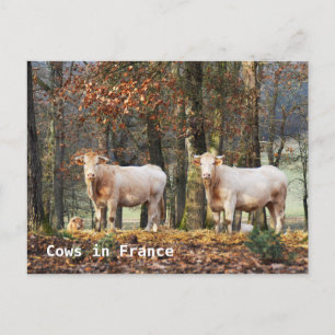 Cartão Postal Vacas em França