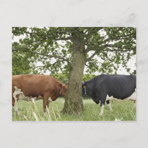 Cartão Postal Vacas em pé frente a frente atrás da árvore