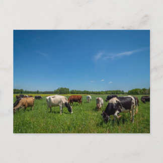 Cartão Postal Vacas em um Campo