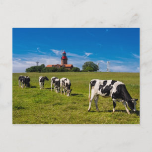 Cartão Postal Vacas em um campo com farol