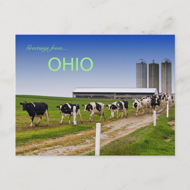 Cartão Postal Vacas em um Cartão-postal Row Rural Ohio (Frente)