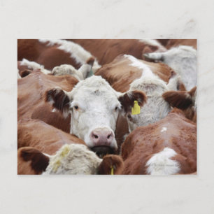 Cartão Postal Vacas em um curral