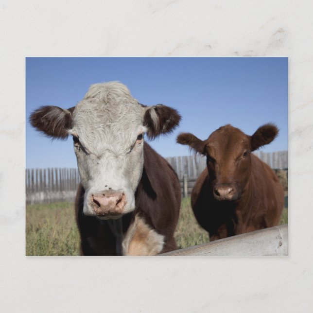 Cartão Postal Vacas em zona vedada (Frente)