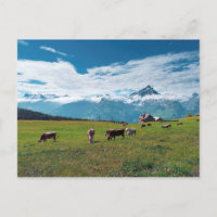 Vacas felizes na Fazenda na Suiça