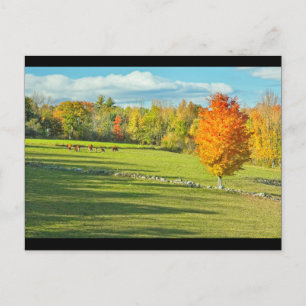Cartão Postal Vacas Garradas Em Maine Colorida De Fazenda De Que