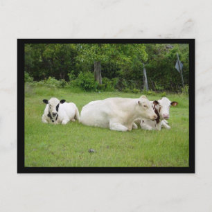 Cartão Postal Vacas hindu