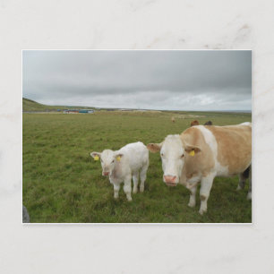 CARTÃO POSTAL VACAS IRLANDESAS